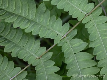 Underside of sterile frond with forked veins
